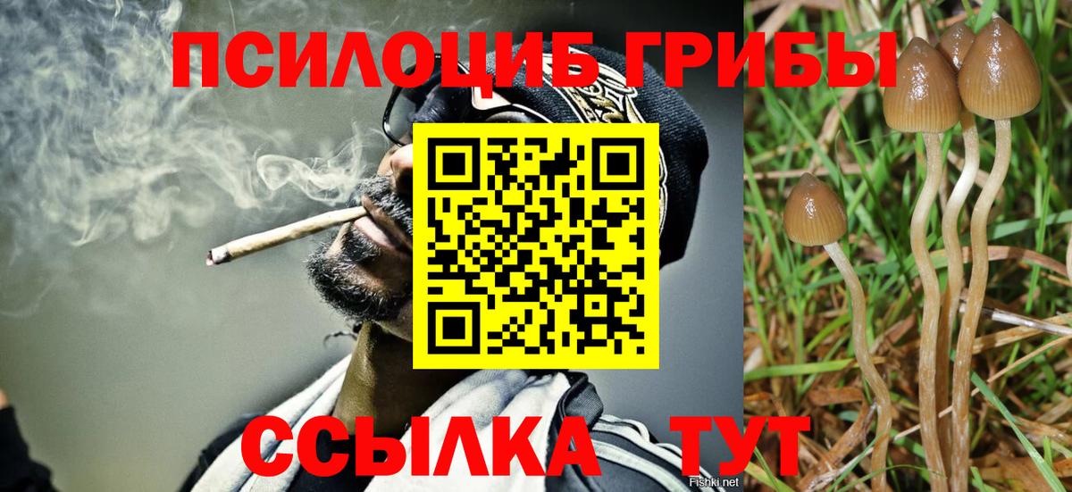 Галлюциногенные грибы Psilocybe Заинск
